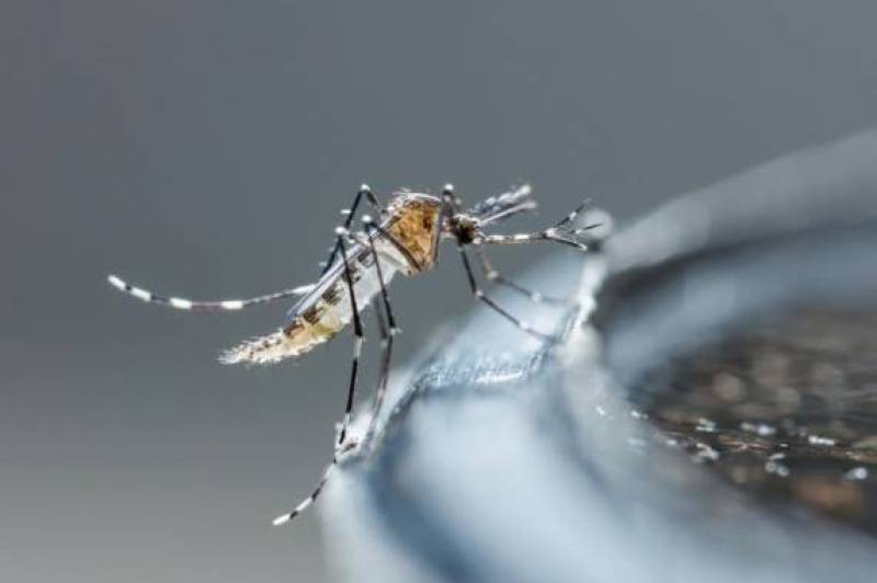 RS chega a 47 mortes pela dengue em 2024