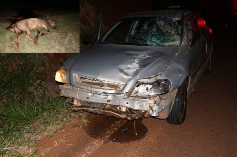 Animais soltos provocam acidente na ERS 518