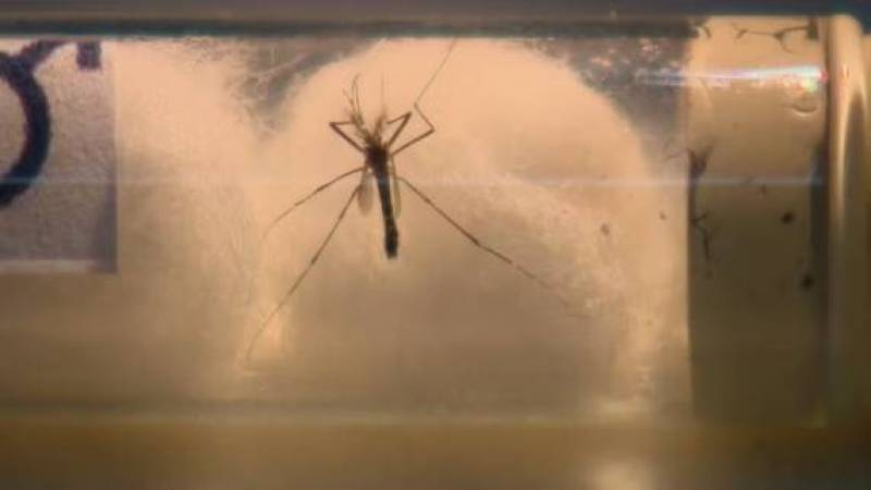 Registrada oitava morte por dengue em Três de Maio