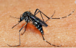Caso de dengue tipo 3 é confirmado no Rio Grande do Sul