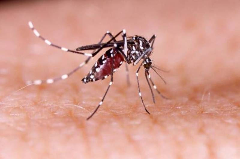 Secretaria da Saúde do RS emite alerta epidemiológico para dengue e chikungunya