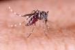 Secretaria da Saúde do RS emite alerta epidemiológico para dengue e chikungunya