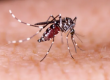 Região tem 116 casos de dengue e sete de chikungunya
