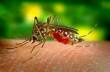 Casos de dengue disparam e deixam o Rio Grande do Sul em alerta