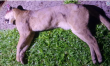 Onça-parda morre atropelada na BR-285 em Ijuí