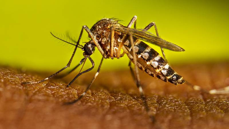 Entre-Ijuis programa para a próxima segunda-feira mutirão de combate a Dengue