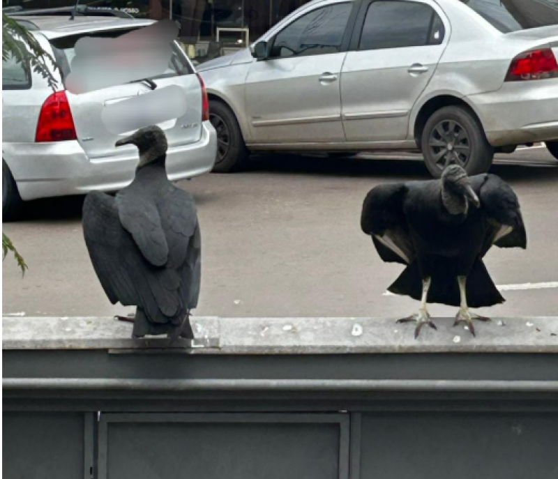 Filhotes de corvos são encontrados em prédio no centro de Ijuí e devem mobilizar autoridades
