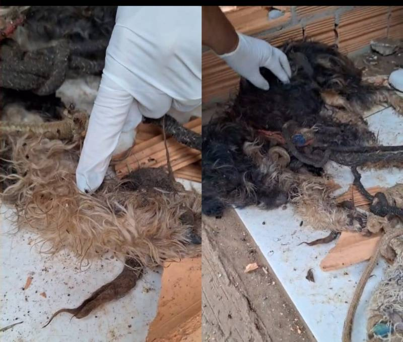 Polícia Civil prende tutora por maus-tratos a cão em Porto Xavier; animal é encontrado morto