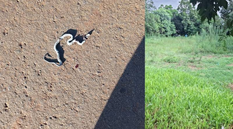 Cobra é encontrada em área pública abandonada no Bairro Colmeia e moradores cobram providências do poder público
