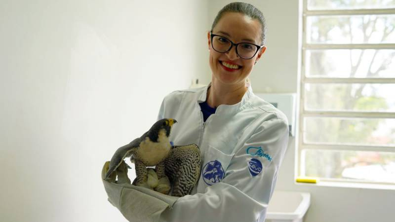 Falcão-peregrino resgatado pela Patram é atendido no Centro Clínico Veterinário da URI Santo Ângelo