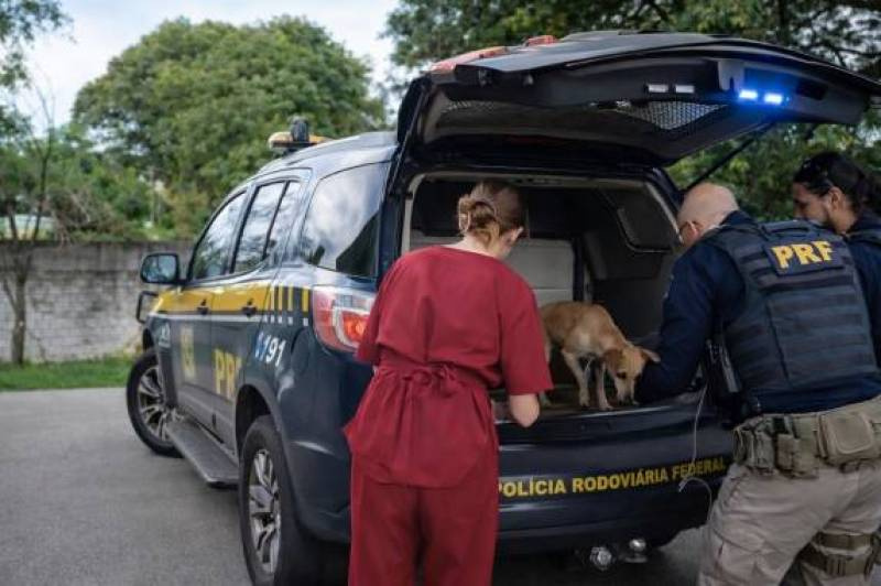 PRF resgata cães abandonados na BR-285 em Ijuí