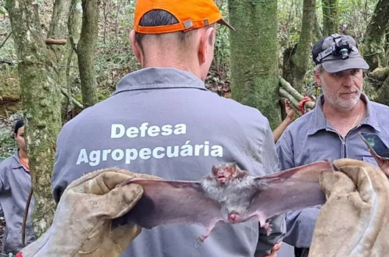 RS tem alerta para raiva dos herbívoros em municípios de três regiões