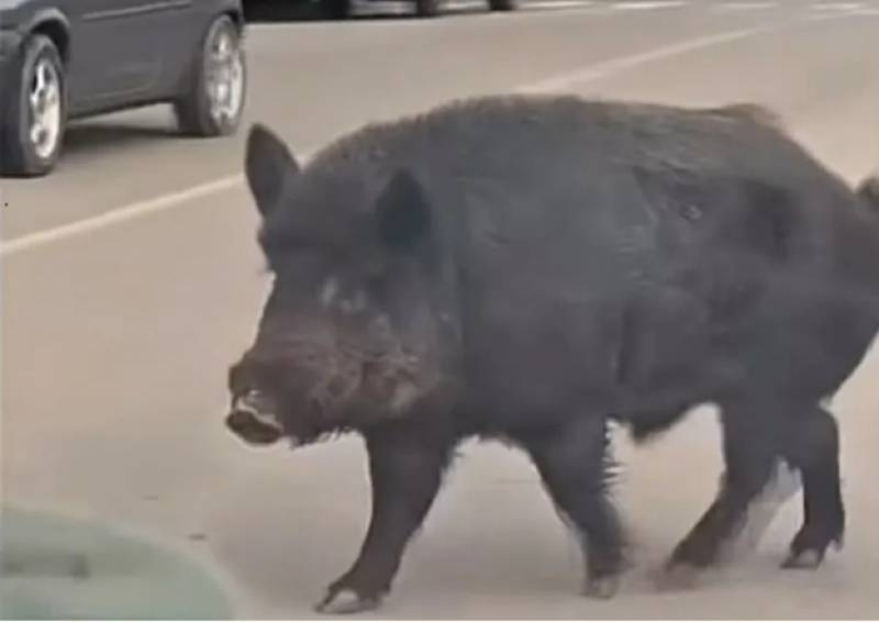 Javalis são flagrados circulando em área central de cidade no Norte do RS