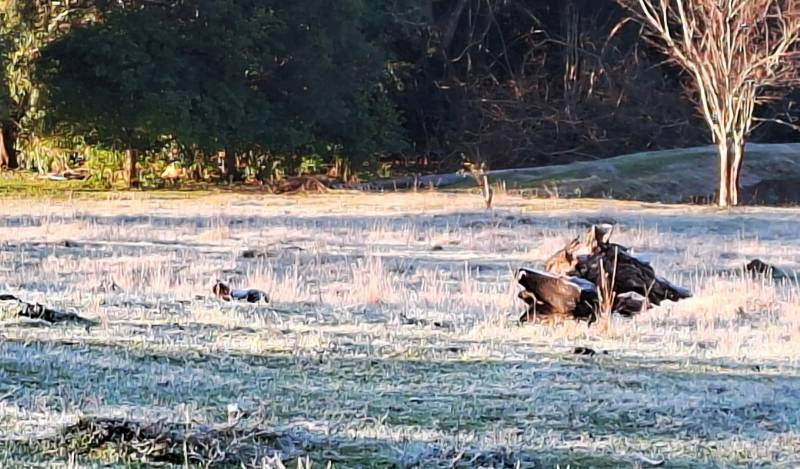 Quando o frio volta ao RS? Temperaturas começam a cair após onda de calor