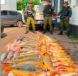 Dois homens presos com mais de 150 quilos de dourados, peixe proibido de captura