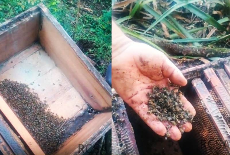 Mortandade de abelhas expõe suspeita de uso irregular de agrotóxicos e cobra fiscalização no interior de Santo Antônio das Missões