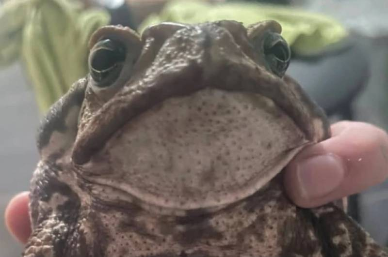 Sapo encontrado com a boca colada e em agonia é salvo por moradores em SC