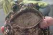Sapo encontrado com a boca colada e em agonia é salvo por moradores em SC