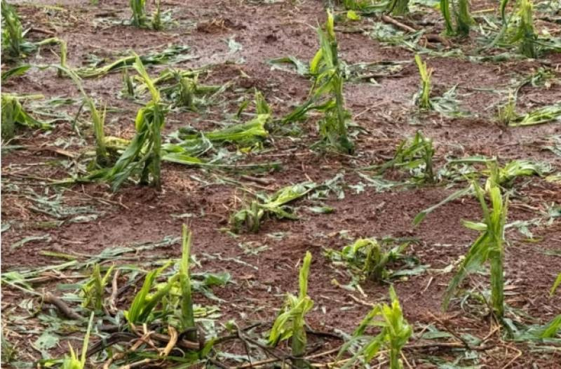 Temporal com granizo causou prejuízo estimado em R$ 2 milhões em propriedade rural nas Missões