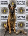 Brigada Militar prende homem por tráfico de drogas com o auxílio do cão Darwin