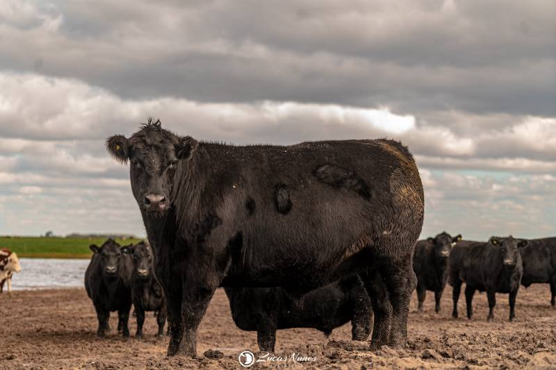 Carne Angus dá início à rota pelo Rio Grande do Sul