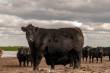 Carne Angus dá início à rota pelo Rio Grande do Sul