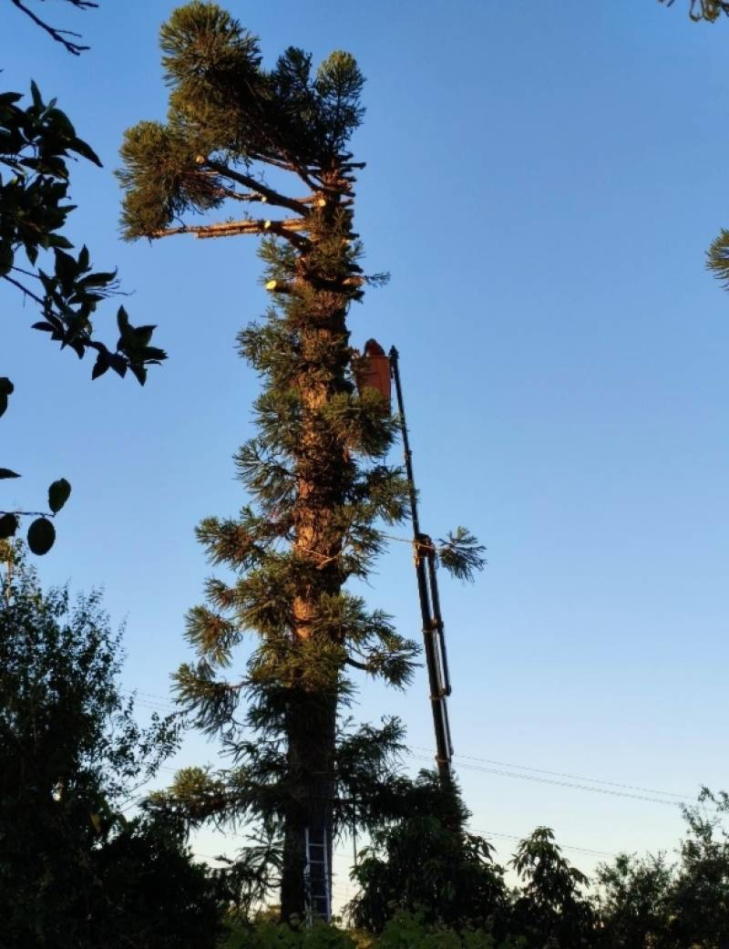Derrubada de araucárias em Santo Ângelo provoca indignação e levanta questionamentos sobre a preservação ambiental