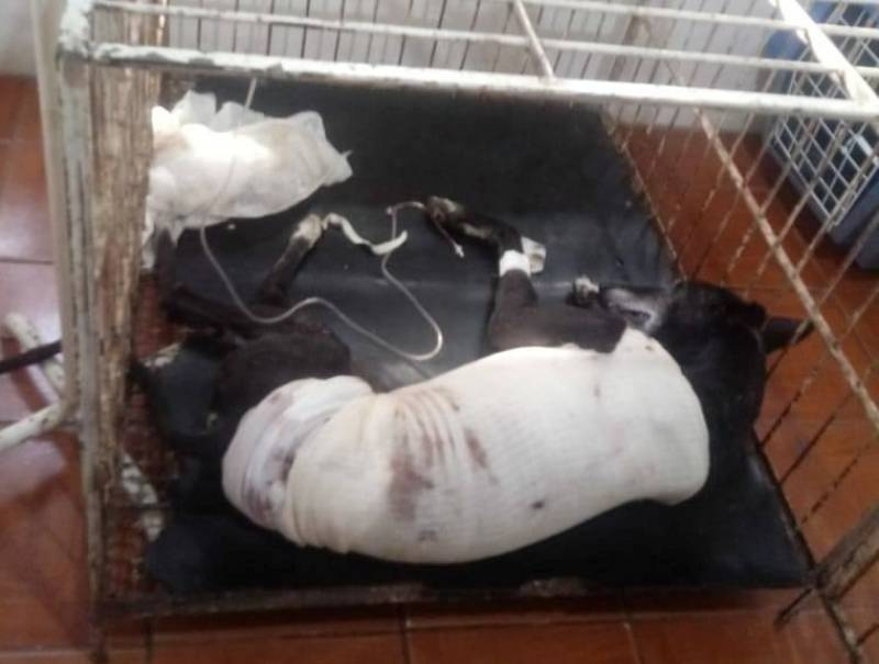 Morre cão escalpelado na cidade do Alegrete RS