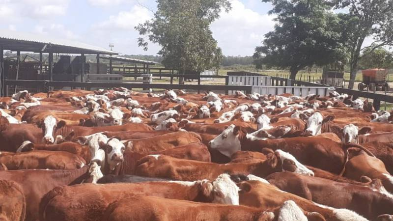 Pecuaristas podem ter caído em golpe de R$ 30 milhões com a venda de gado