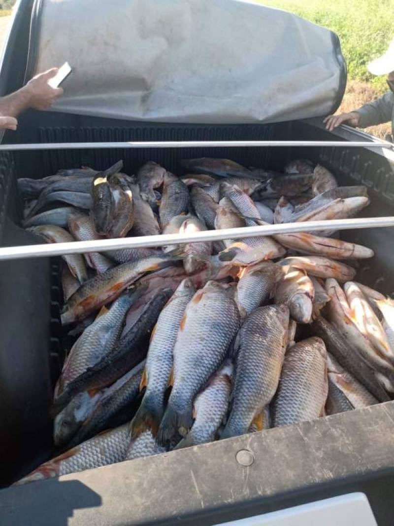 Abordagem de veículo resulta em prisão de homem e apreensão de 150kg de peixes em São Luiz Gonzaga