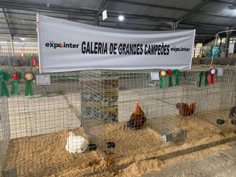 Galinha e galo que custam R$1.500 são destaque no Pavilhão de Pequenos Animais da Expointer