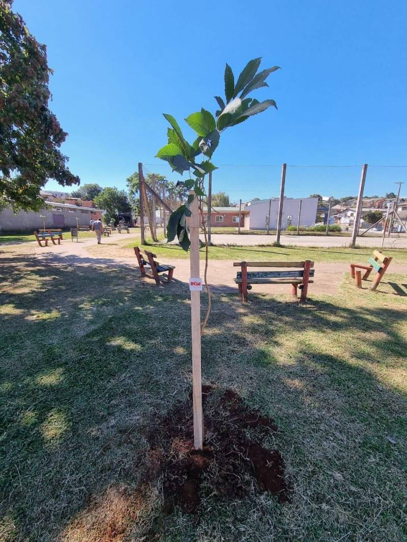 Arborização + Segura: RGE realiza o plantio de mais 250 árvores em Santo Ângelo
