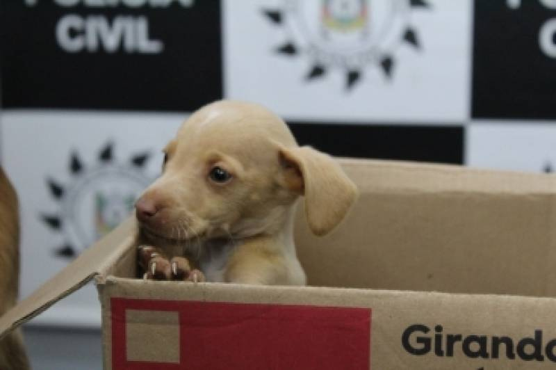 Após abandonarem cadela e filhotes, mãe e filha são presas em Novo Hamburgo