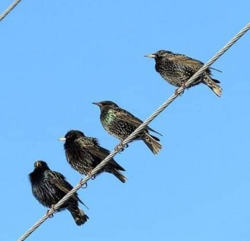 Ibama confirma invasão de estorninhos em cinco cidades gaúchas