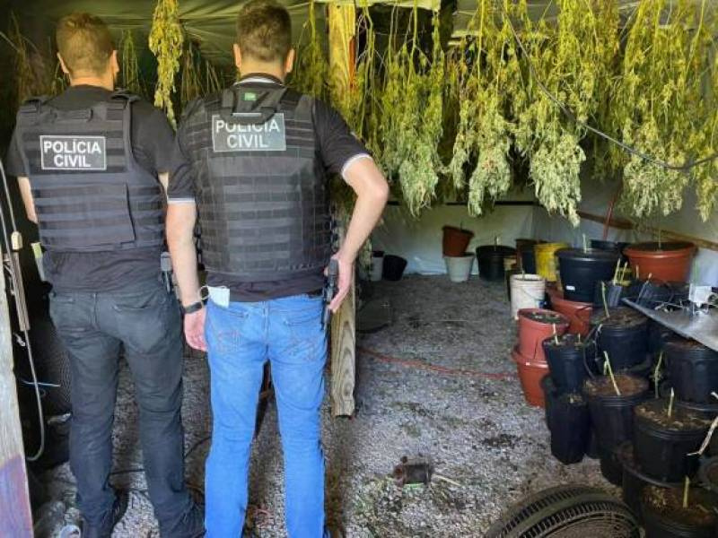 PC fecha laboratório de maconha geneticamente modificada em Casca