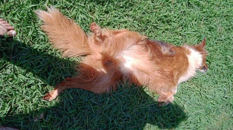 Cãozinho sai para passear e é morto a tiros na região noroeste