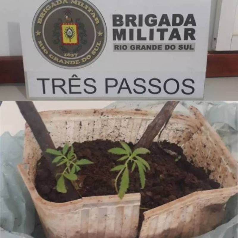Dois pés de maconha são apreendidos no Parque de Exposições em Três Passos