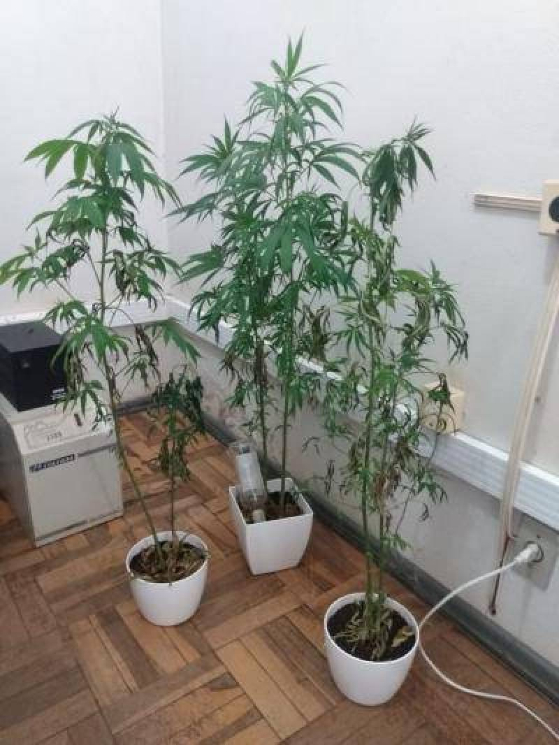 Polícia apreende seis pés de maconha em Santo Cristo