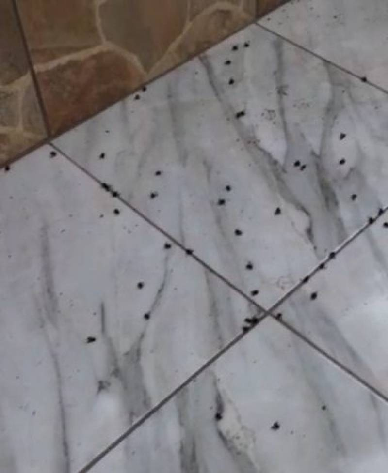 Apicultor de Carazinho registra morte de centenas de abelhas
